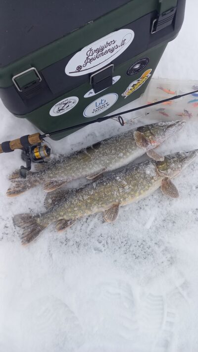 Northern Pike ×2 — Vėjinės