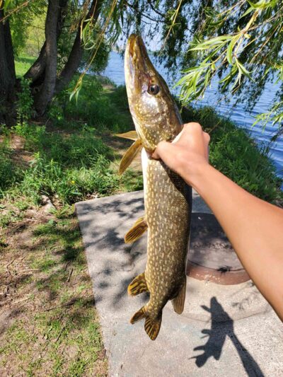 Northern Pike, 3.0 kg — Neman River