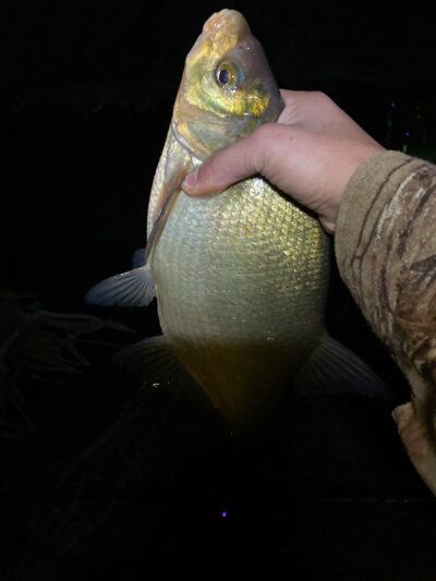 Carp bream, 1.0 kg — Rubikių