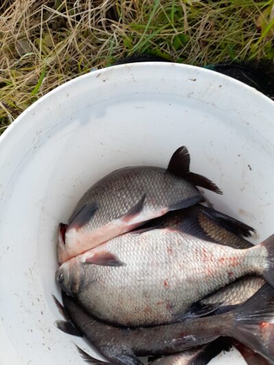Carp bream