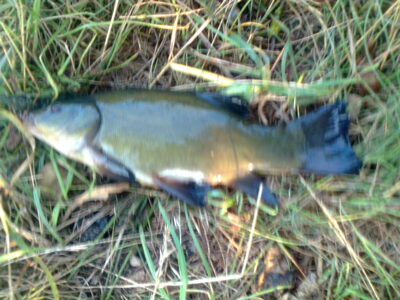 Tench