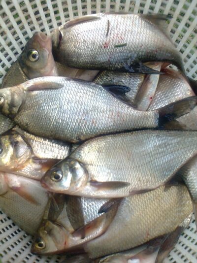 Silver Bream ×20 — Pakumulšių II-asis