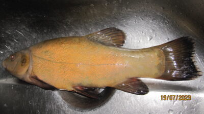 Tench, 0.5 kg — Pakumulšių I-asis