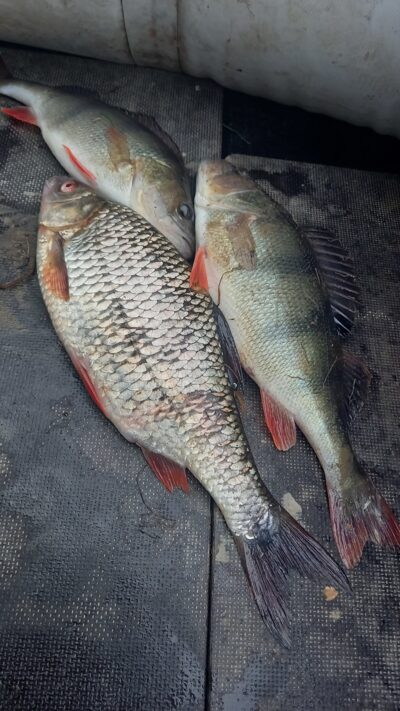 Eurasian perch ×2 — Karklėnų