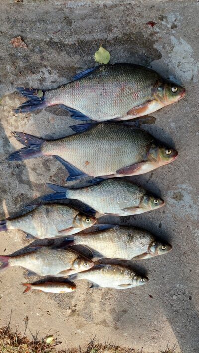 Carp bream ×2