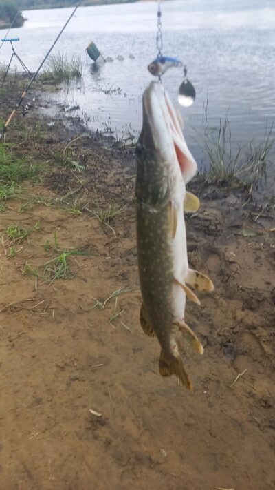 Northern Pike