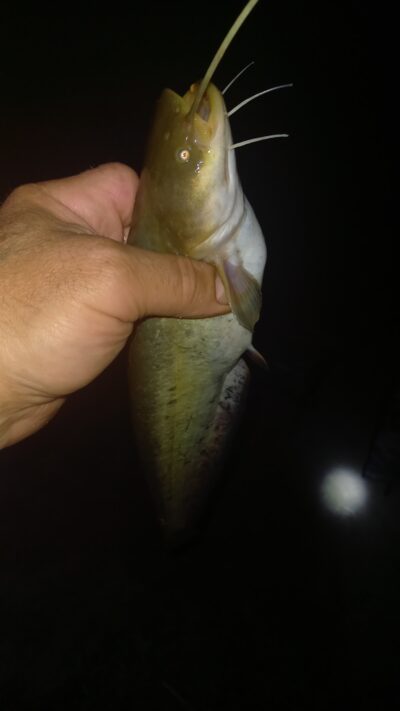 Wels catfish