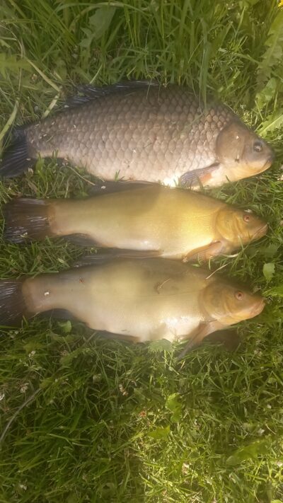 Tench ×2 — Vėjinės