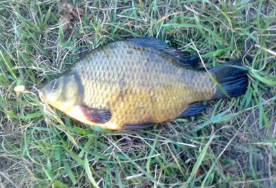 Crucian carp, 0.5 kg — Pakumulšių I-asis