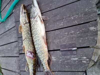 Northern Pike ×2