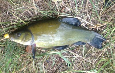 Tench