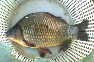 Prussian carp, 0.7 kg — Pakumulšių I-asis
