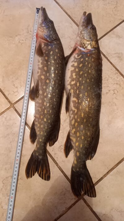 Northern Pike ×2 — Karklėnų