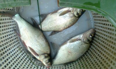 Silver Bream ×3 — Pakumulšių II-asis