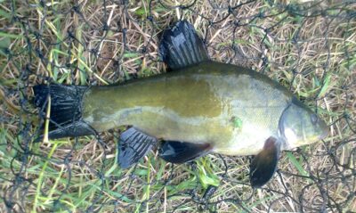 Tench, 0.5 kg — Pakumulšių I-asis