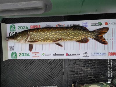 Northern Pike — Smalvas