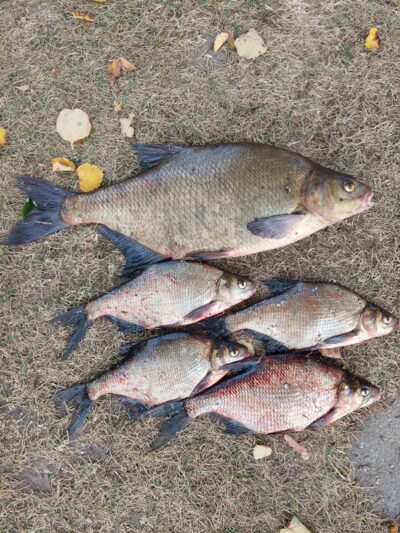 Carp bream ×5 — Stirniai
