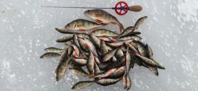 Eurasian perch