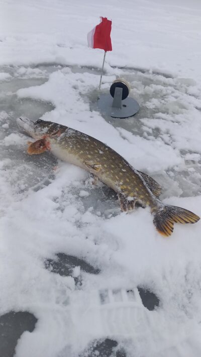 Northern Pike ×2 — Aunuvėnų
