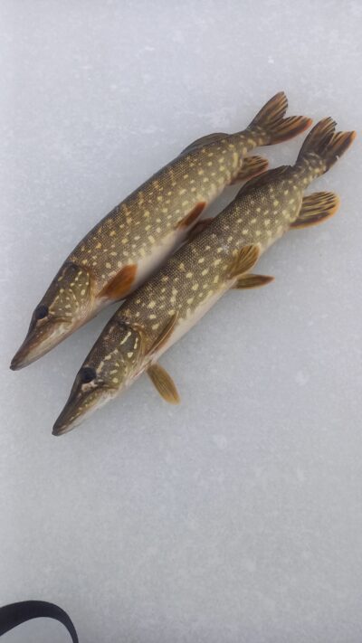Northern Pike ×2 — Aunuvėnų