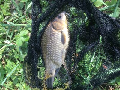 Prussian carp