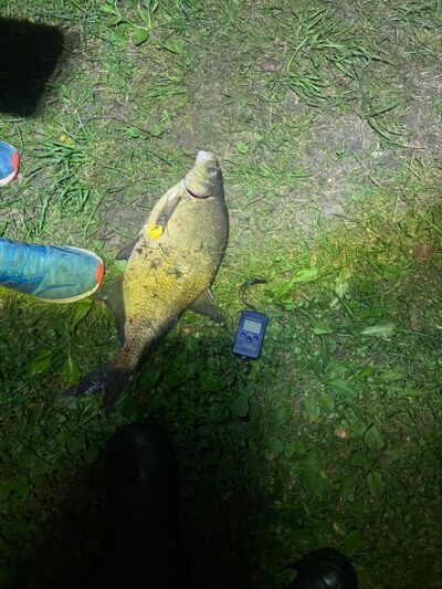 Carp bream, 1.9 kg — Šventoji