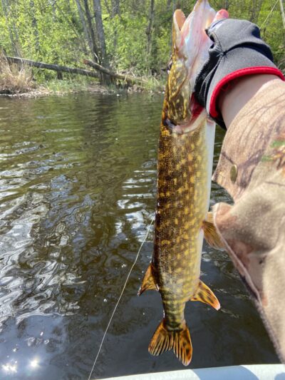 Northern Pike, 1.4 kg — Mūšėjus