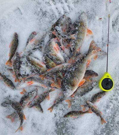 Eurasian perch
