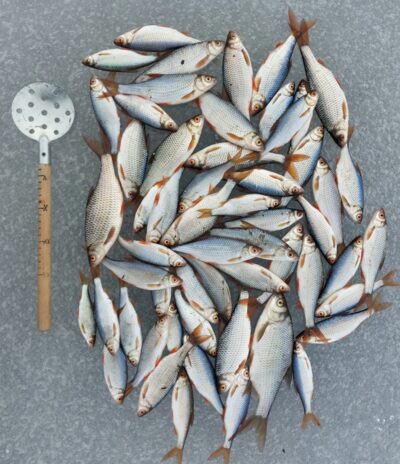Roach ×55