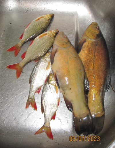 Tench ×2 — Pakumulšių I-asis