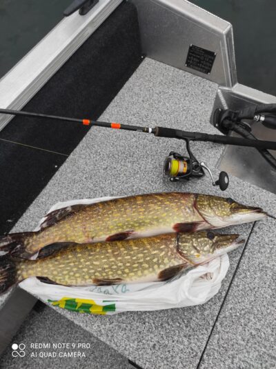 Northern Pike, 3.9 kg — Drūkšiai