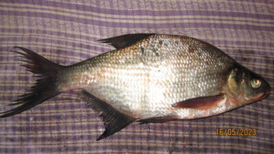 Carp bream, 0.3 kg