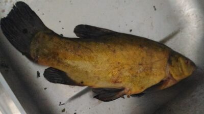 Tench, 1.1 kg