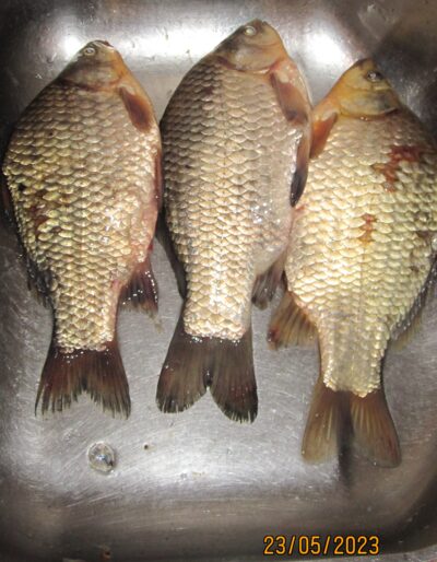 Prussian carp ×3 — Pakumulšių I-asis
