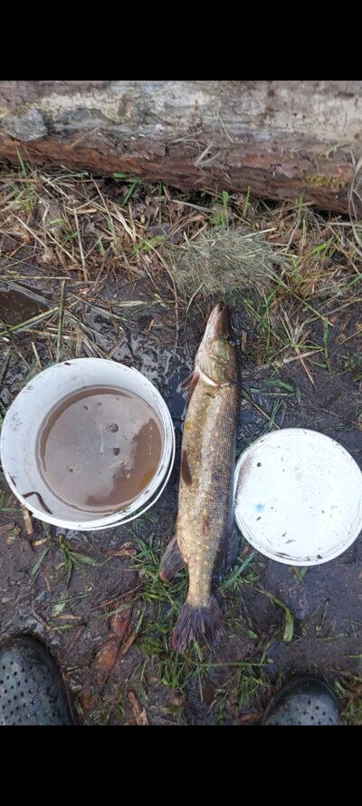 Northern Pike, 1.5 kg