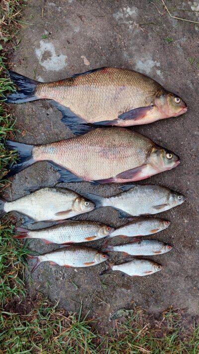 Carp bream ×2