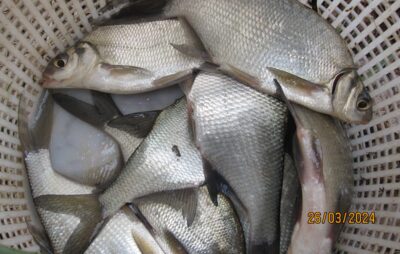 Carp bream ×12 — Pakumulšių II-asis