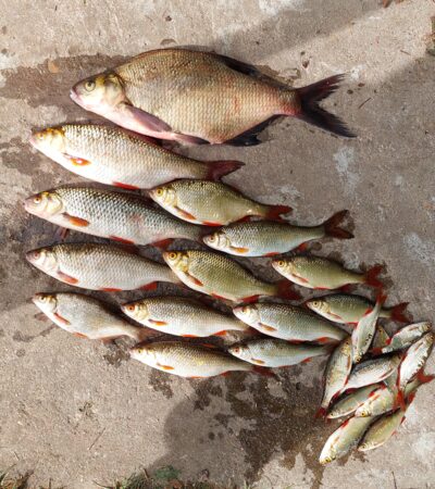 Carp bream