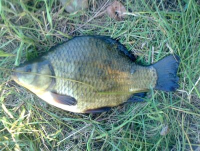 Crucian carp, 0.5 kg — Pakumulšių I-asis