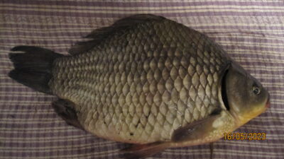 Prussian carp, 0.9 kg
