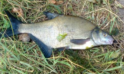 Carp bream, 0.5 kg — Pakumulšių I-asis