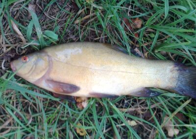 Tench, 0.6 kg — Pakumulšių I-asis
