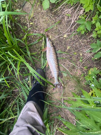 Northern Pike — Siesartis