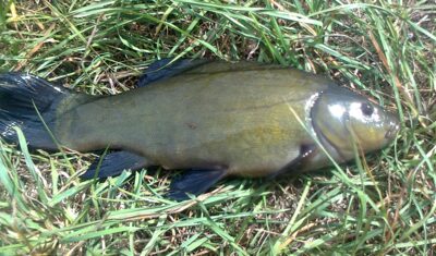 Tench, 0.5 kg — Pakumulšių I-asis