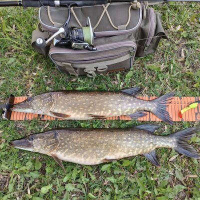 Northern Pike ×2 — Lėvuo