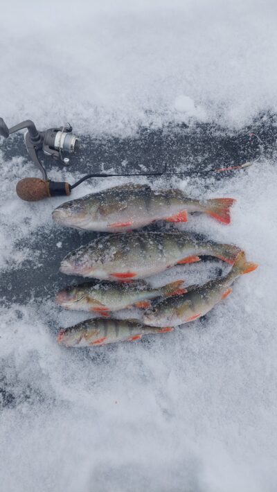 Eurasian perch ×5