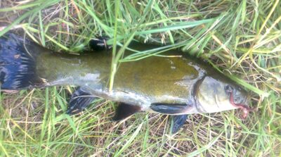 Tench — Pakumulšių II-asis