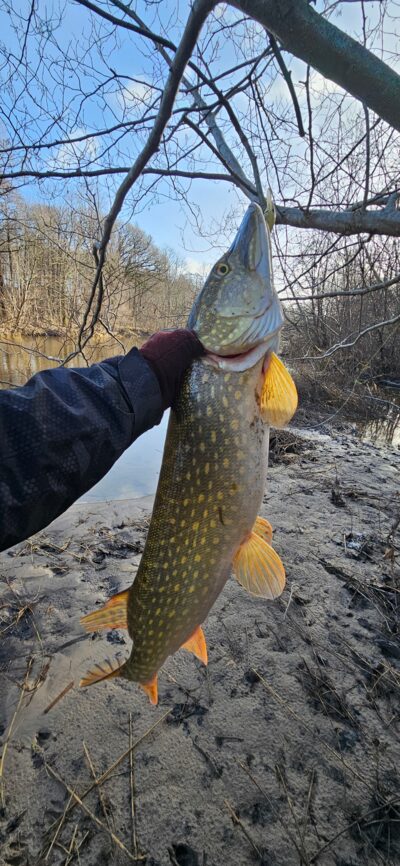 Northern Pike — Danė
