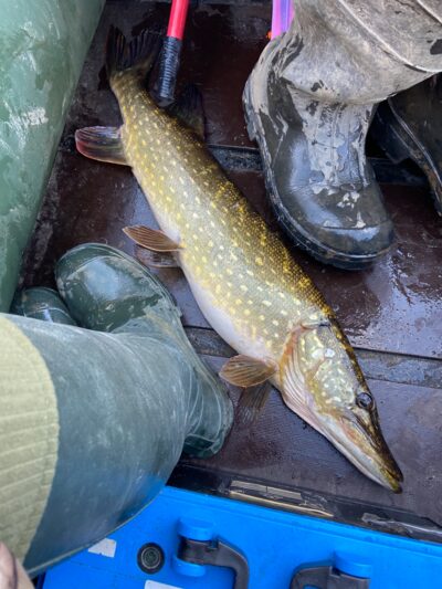 Northern Pike, 3.3 kg — Mūšėjus