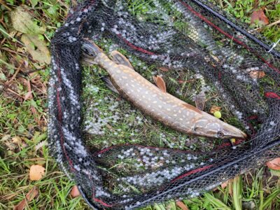 Northern Pike ×2